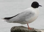 Mouette pygmée