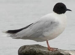 Little Gull