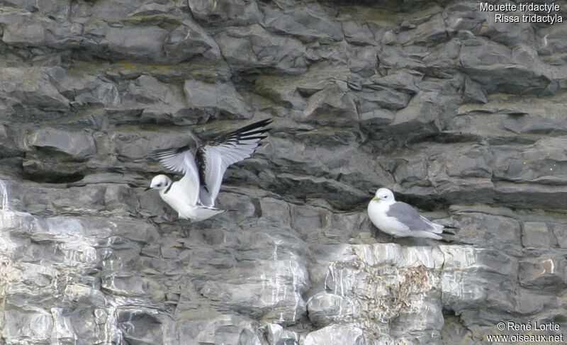 Black-legged Kittiwakejuvenile, identification