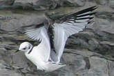 Mouette tridactyle