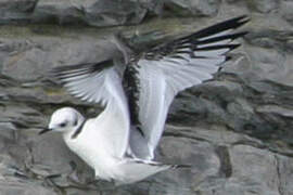 Black-legged Kittiwake