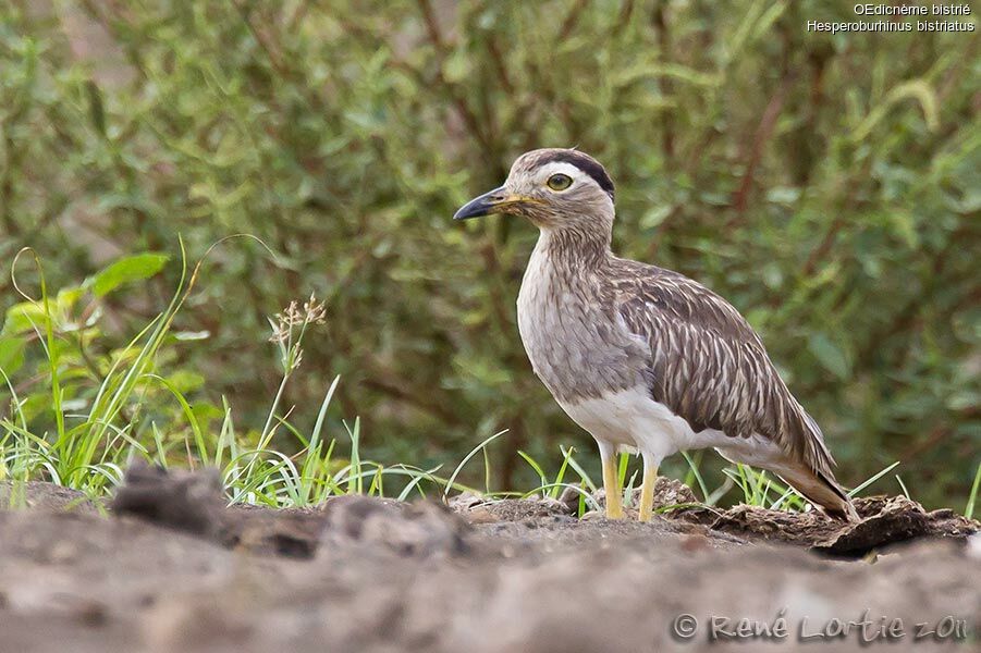 OEdicnème bistriéadulte, identification