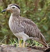 Double-striped Thick-knee