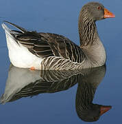 Greylag Goose