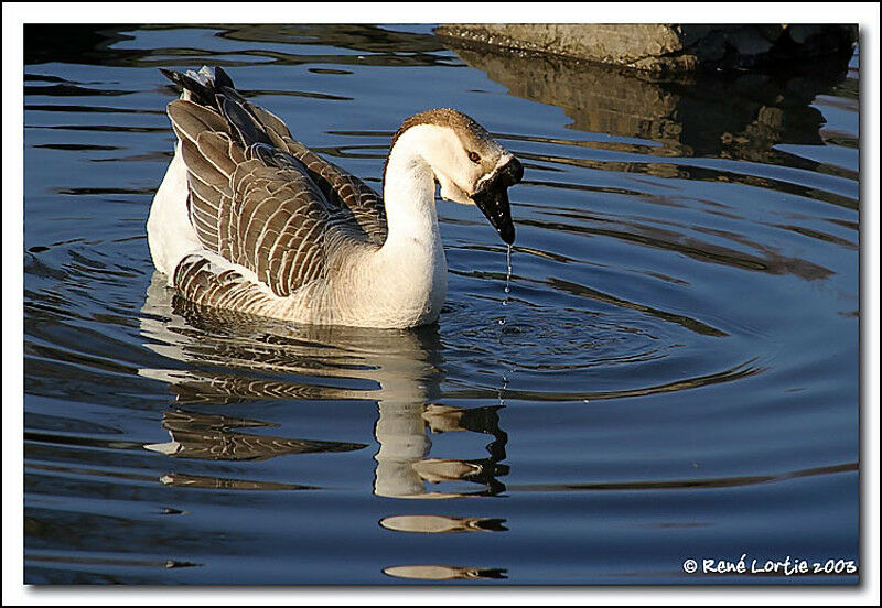 Swan Goose