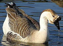 Swan Goose