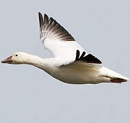 Snow Goose