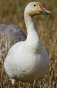 Snow Goose