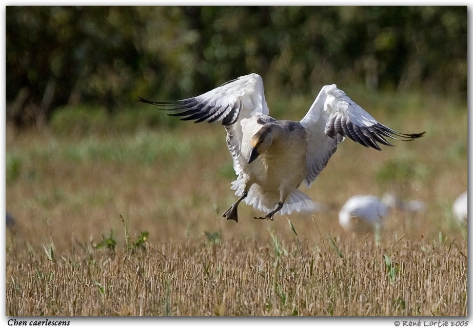 Snow Goose