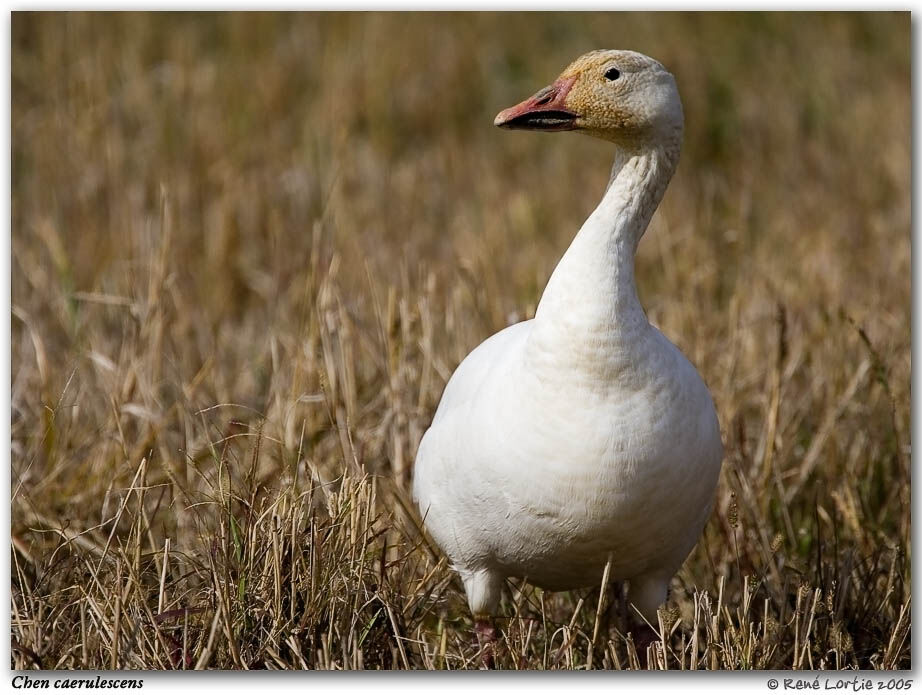 Snow Goose