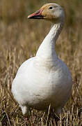 Snow Goose