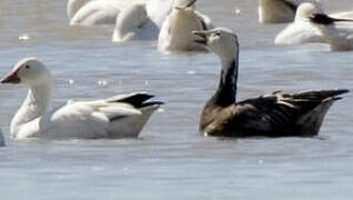 Snow Goose