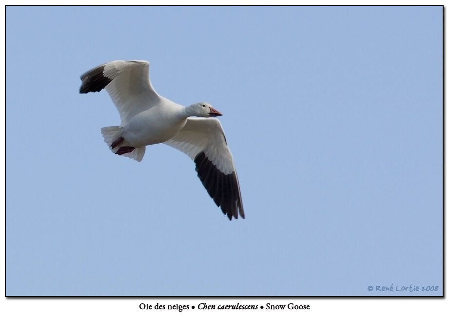 Snow Gooseadult