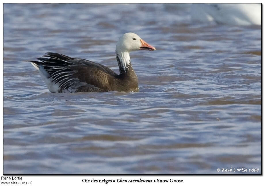 Snow Gooseadult breeding, identification