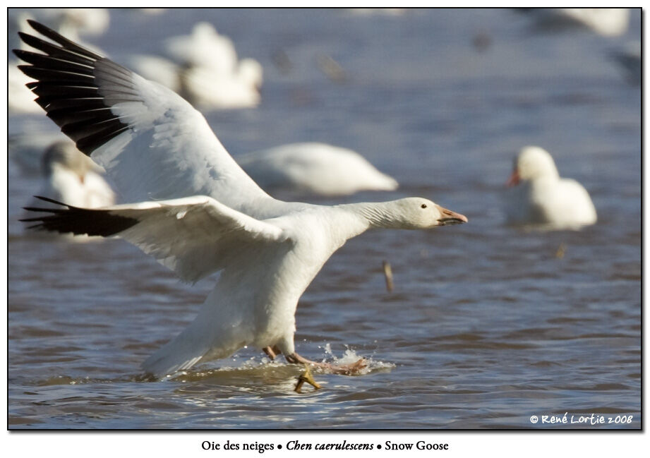 Snow Gooseadult