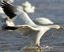 Snow Goose