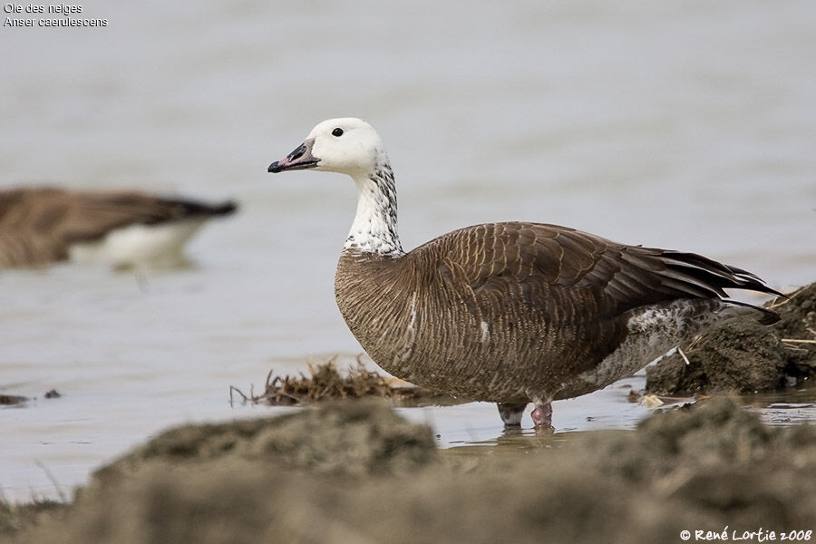 Snow Gooseadult