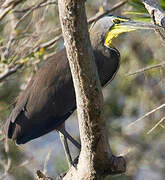 Bare-throated Tiger Heron