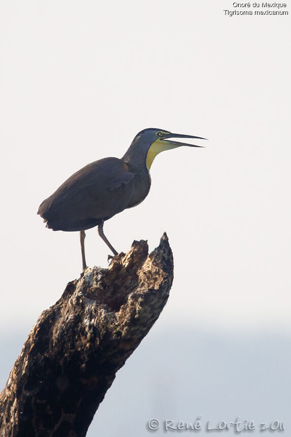 Bare-throated Tiger Heronadult, identification