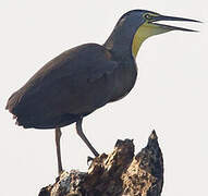 Bare-throated Tiger Heron