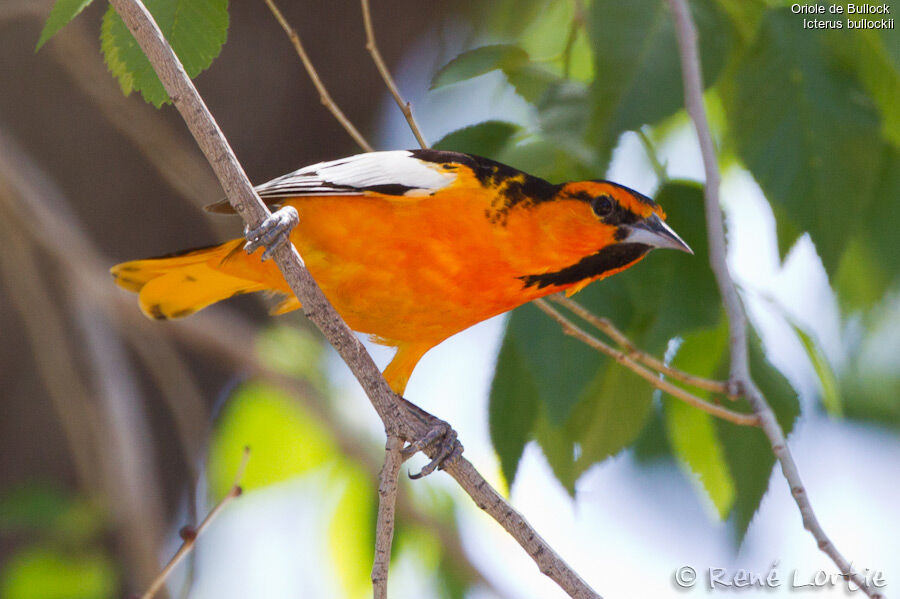 Oriole à ailes blanches mâle adulte, identification