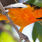 Oriole à ailes blanches
