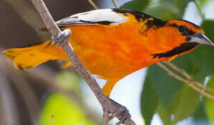 Oriole à ailes blanches