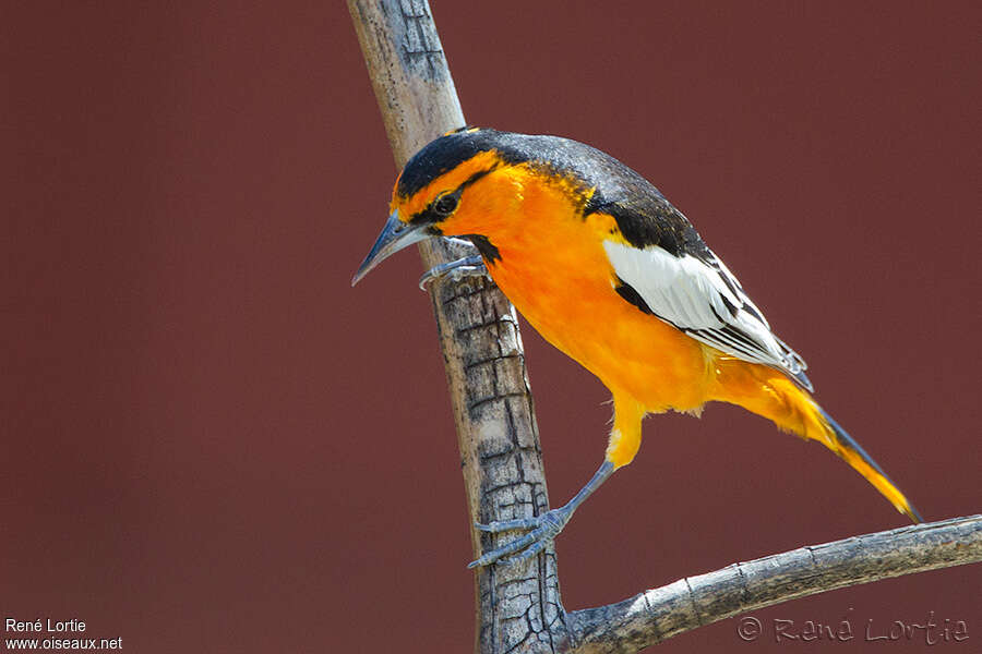 Oriole à ailes blanches mâle adulte, identification