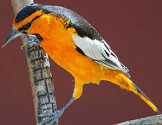 Oriole à ailes blanches