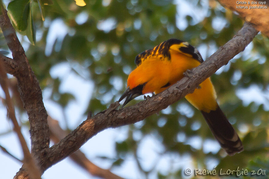 Oriole à dos rayéadulte, identification, Comportement