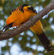 Oriole à dos rayé