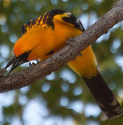 Oriole à dos rayé