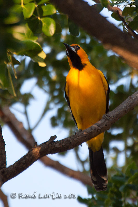 Oriole à dos rayéadulte, identification