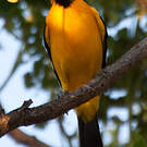Oriole à dos rayé