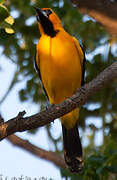 Oriole à dos rayé