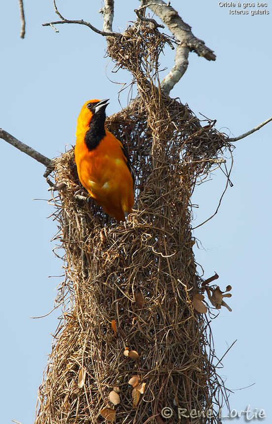 Oriole à gros bec mâle adulte, identification, Nidification