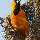 Oriole à gros bec
