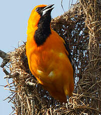 Oriole à gros bec