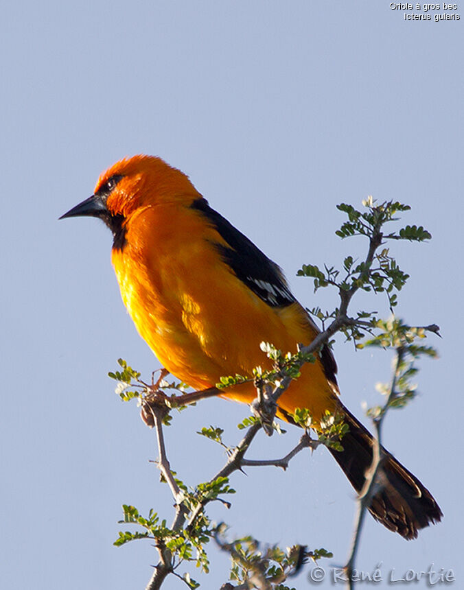 Oriole à gros bec mâle adulte, identification