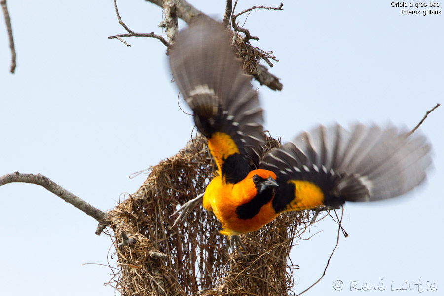 Oriole à gros bec mâle, identification, Vol, Nidification