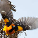 Oriole à gros bec