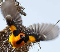 Altamira Oriole