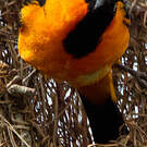 Oriole à gros bec