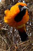 Oriole à gros bec