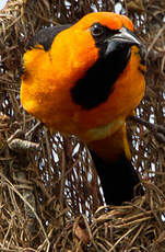 Oriole à gros bec