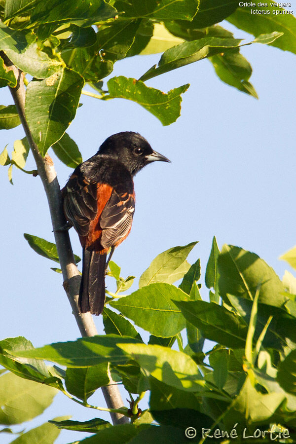 Oriole des vergersadulte, identification