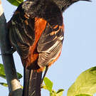Oriole des vergers