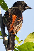 Oriole des vergers