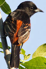 Oriole des vergers