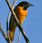 Baltimore Oriole